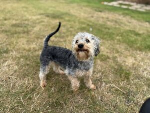 Pet Image